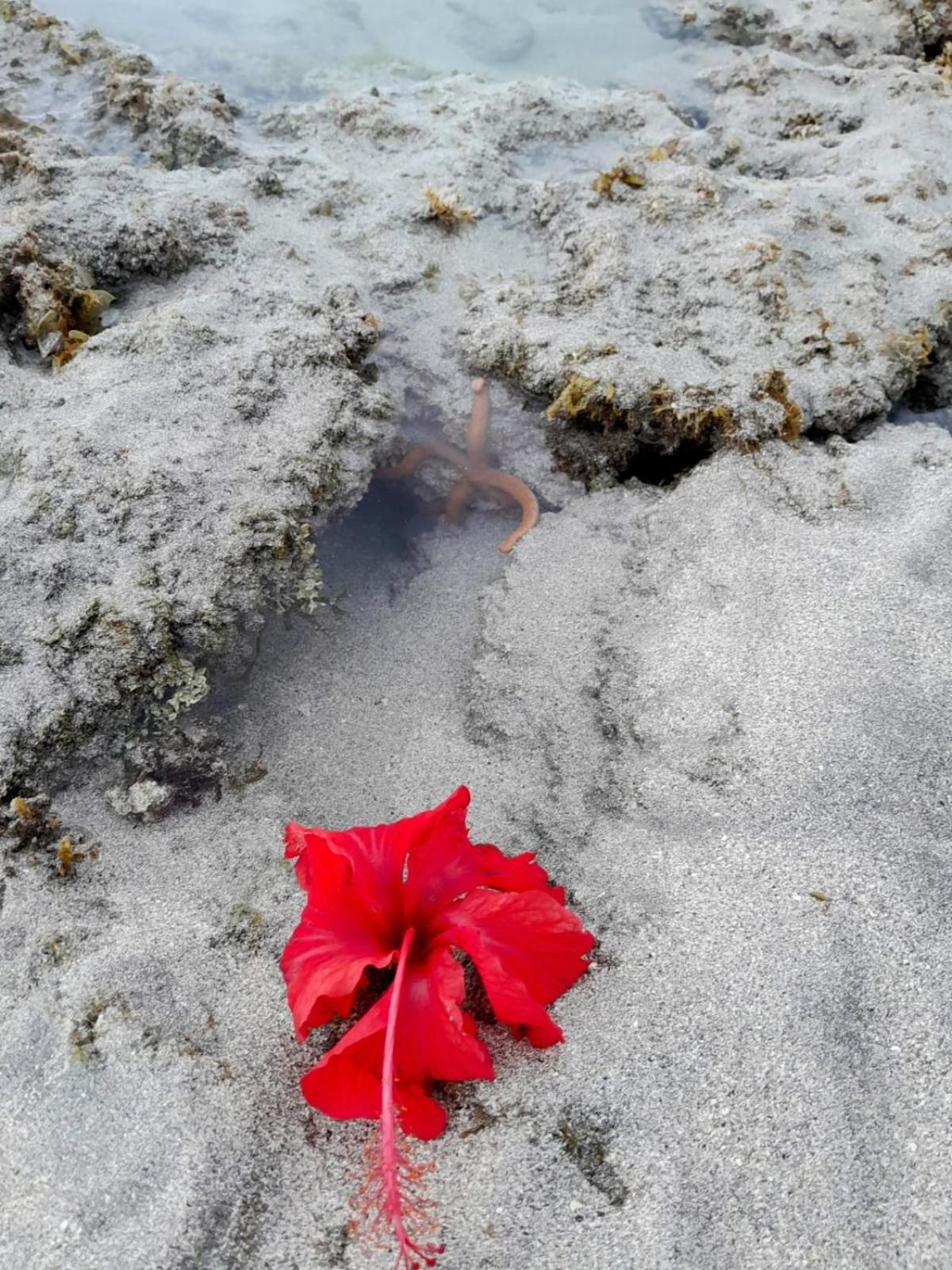 Pousada Flor Da Barra ماراغوغي المظهر الخارجي الصورة